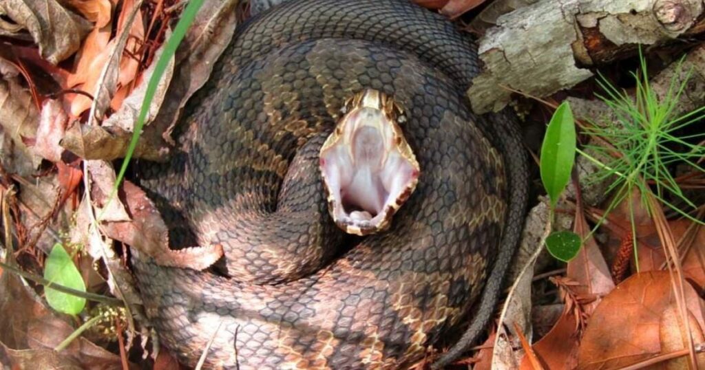 Cottonmouth snake