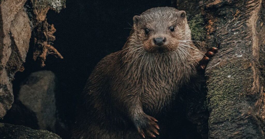 Otter Totem