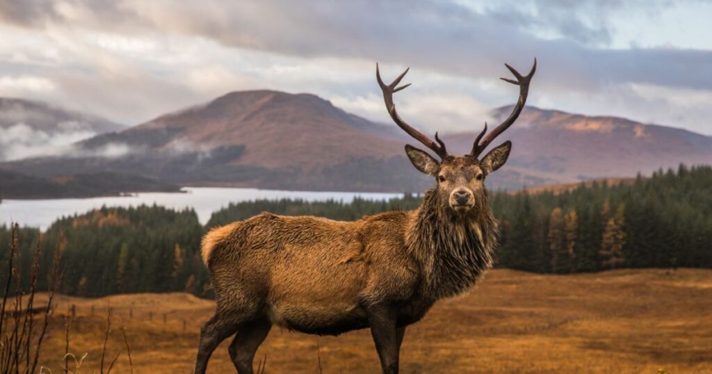 Celtic Stag