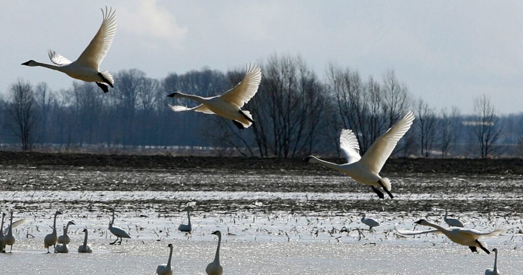 Tundra swan vs trumpeter swan