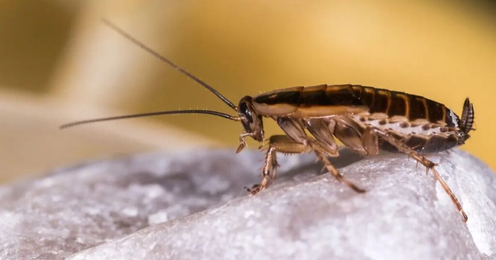 Do Cockroaches Bite? Signs, Symptoms, and What Roach Bites Look Like