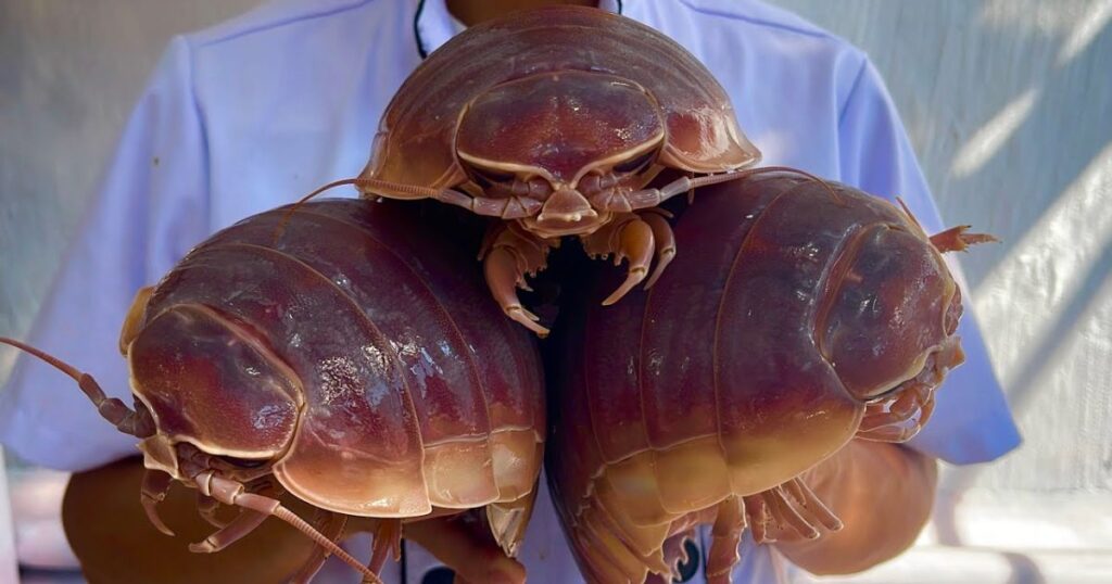  sea cockroach 