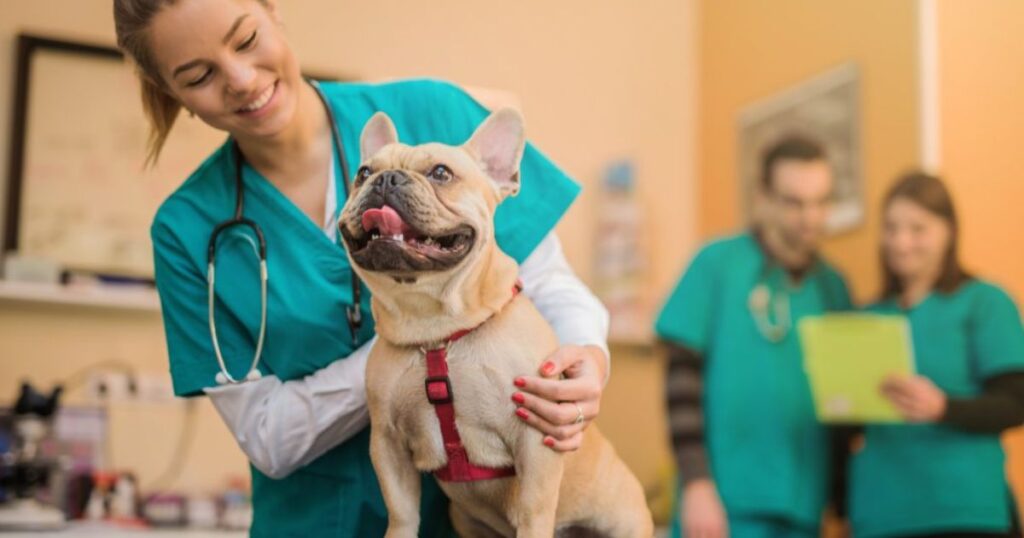 bulldog veterinary care