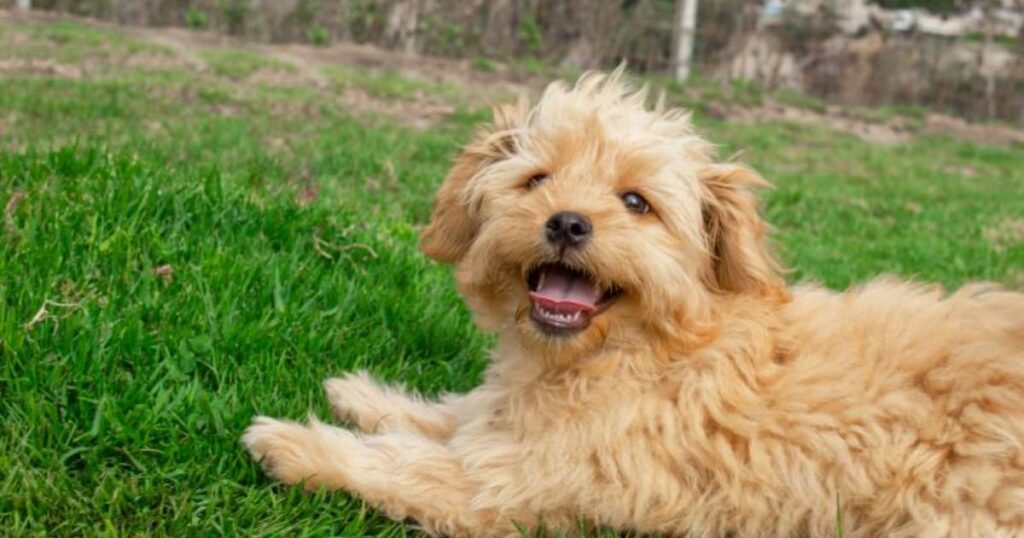 goldendoodle puppy