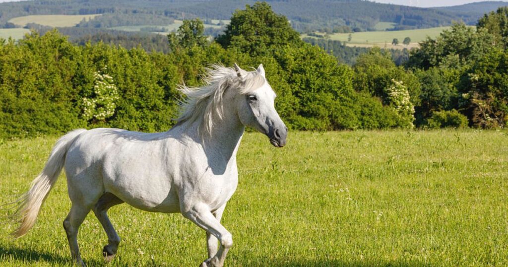 white horses