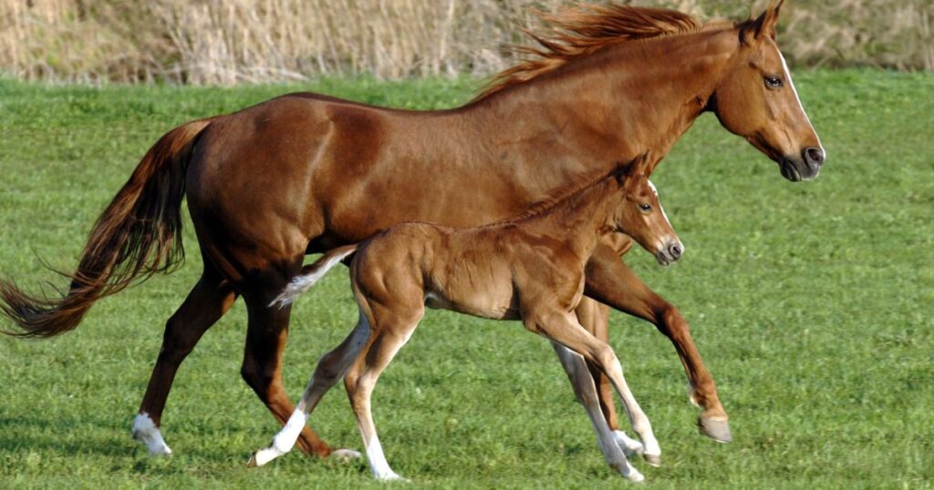 horse gestation