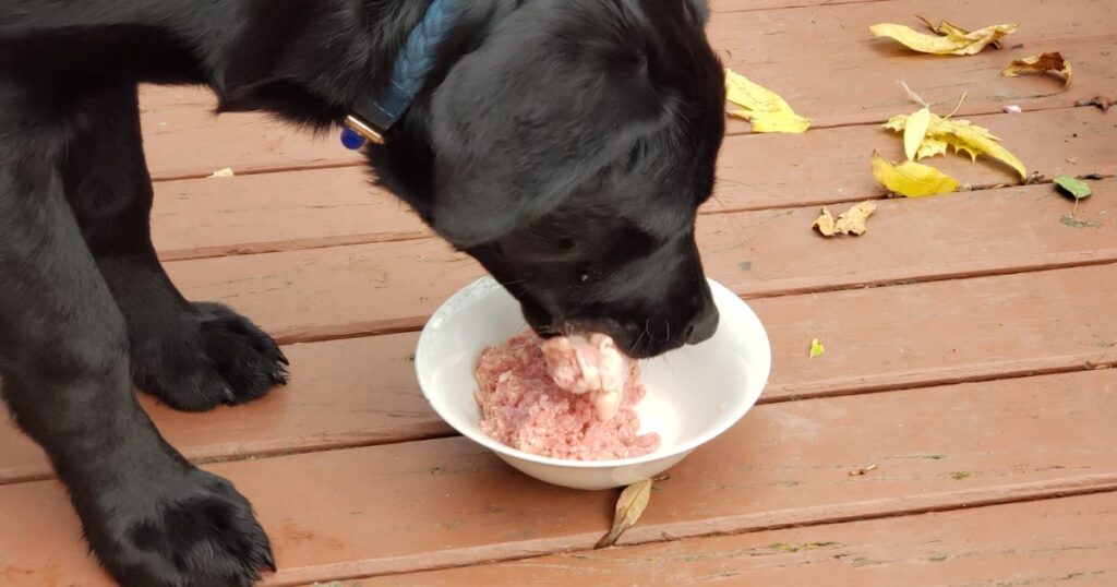 dogs eat raw chicken safely