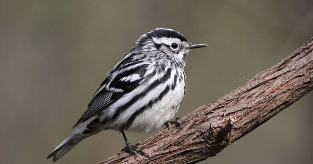 black and white warbler