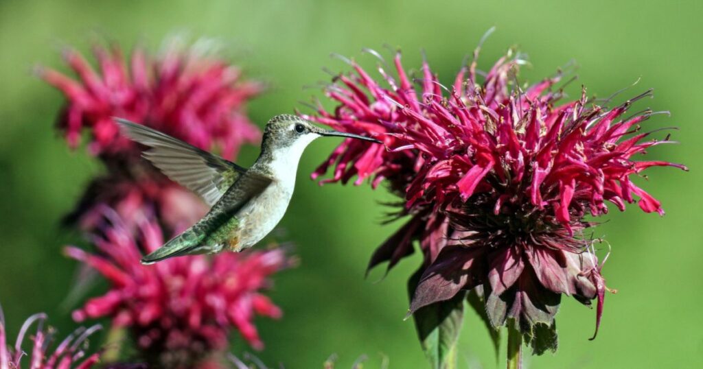 bee balm flower