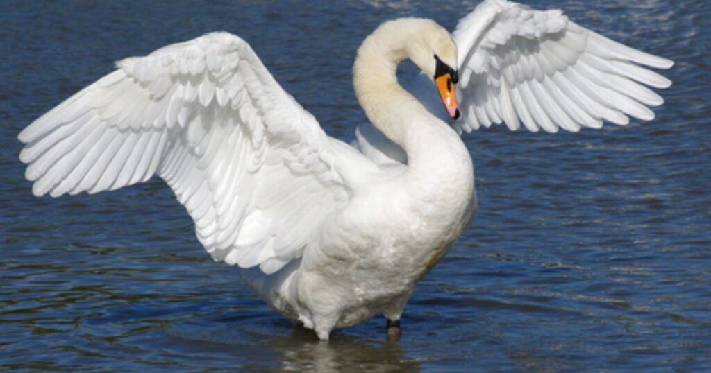 mute swans