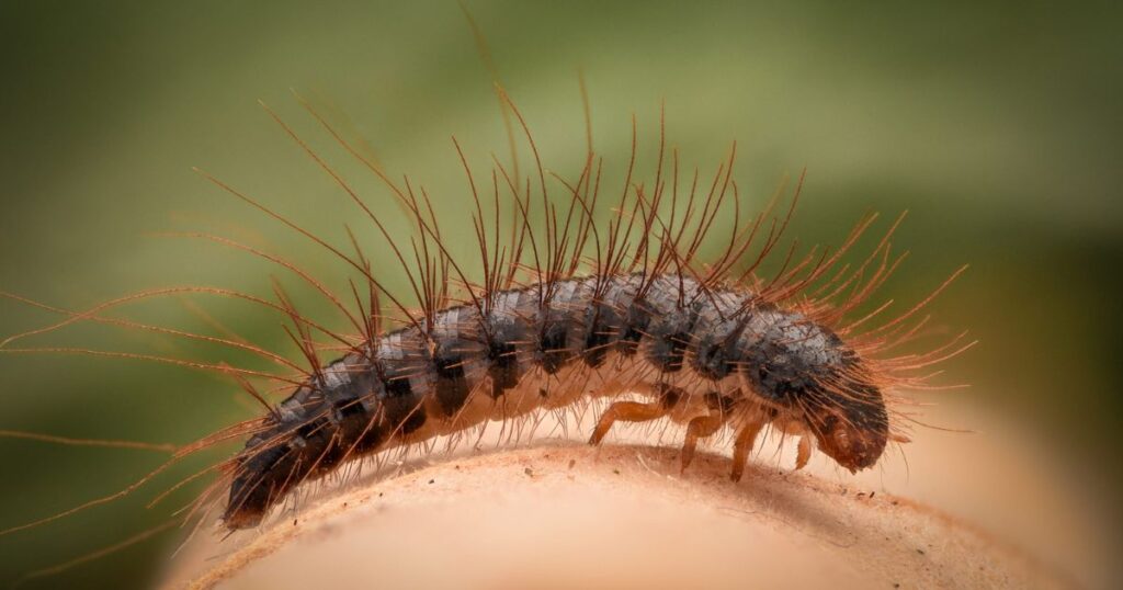 carpet beetles dangerous