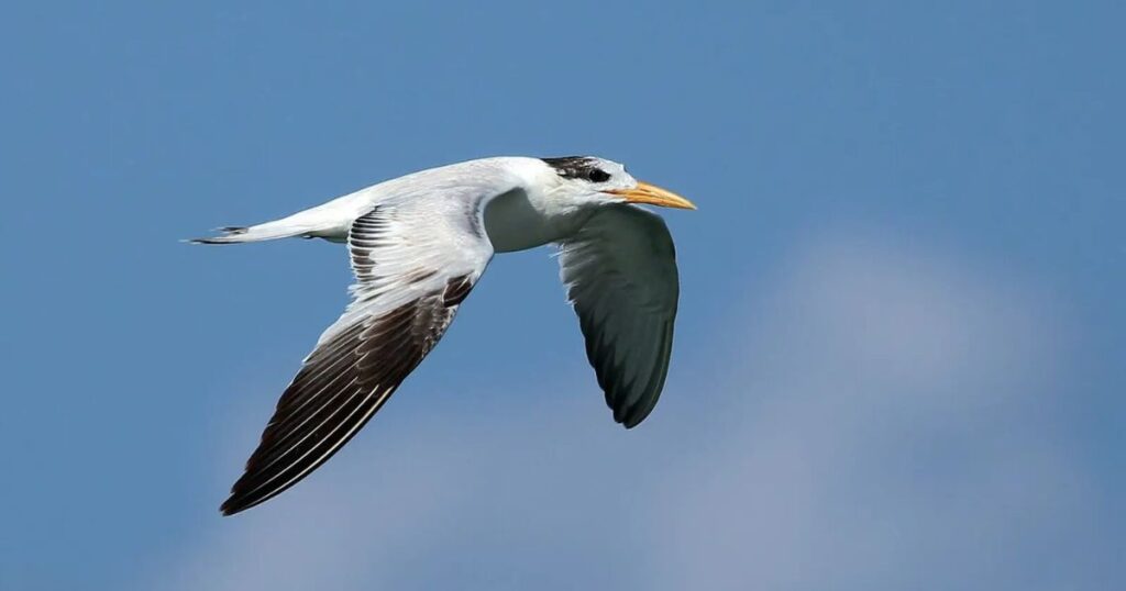 royal tern