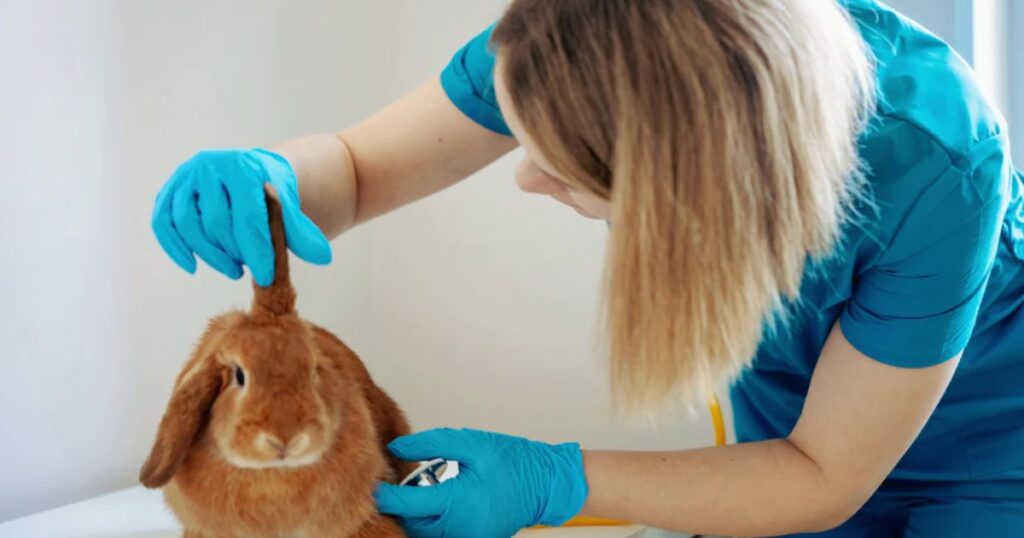 rabbit health issue