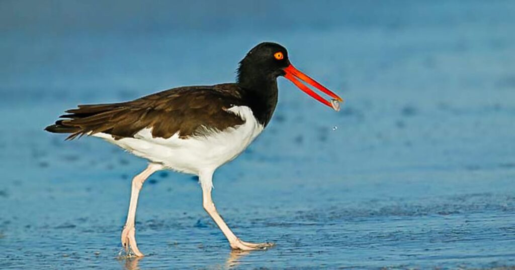 American oystercatcher