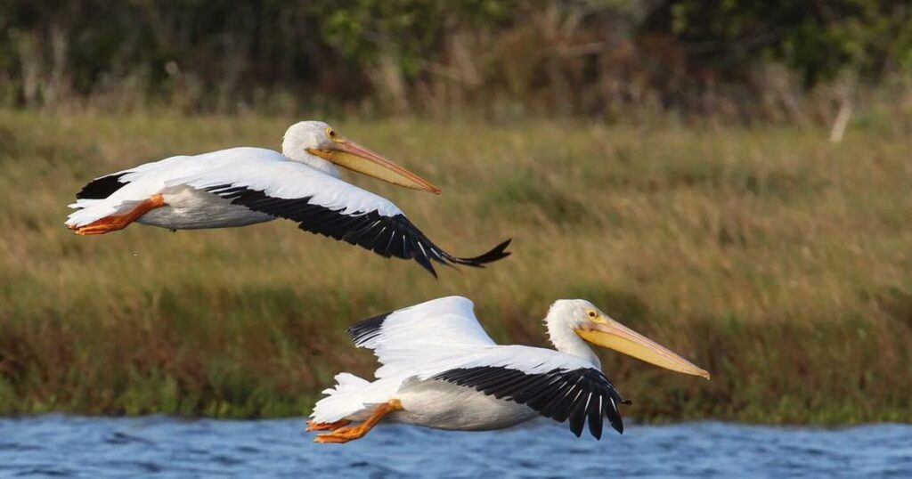 white pelican