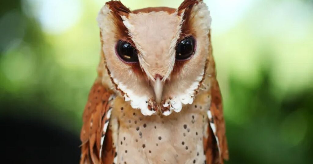 owl zodiac sign
