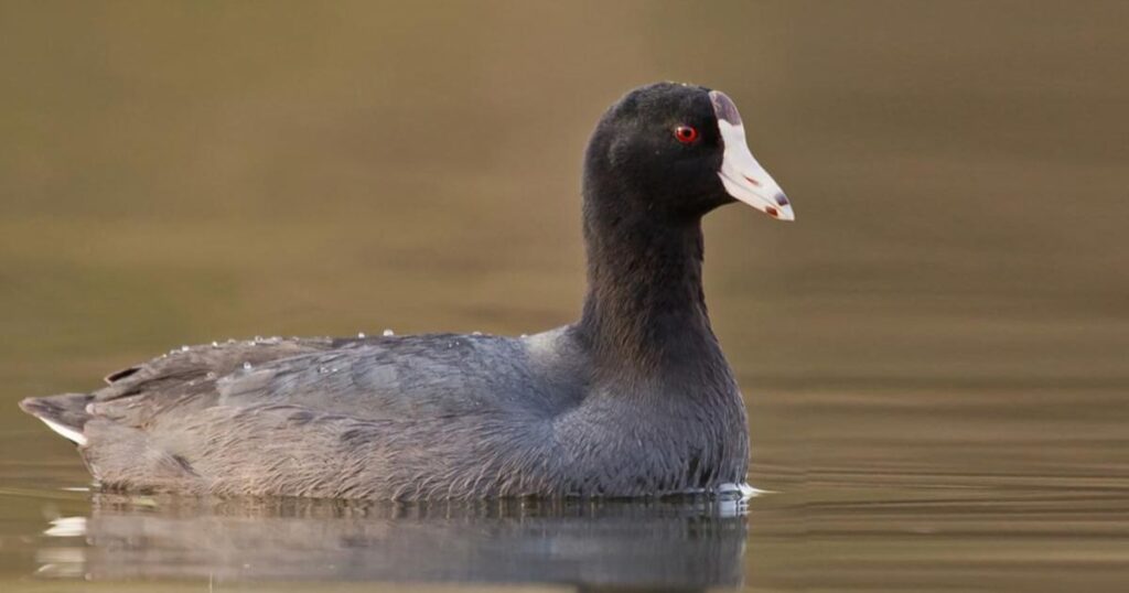 American coot