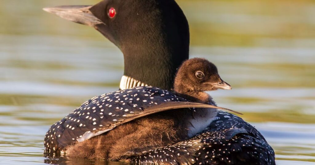 common loon