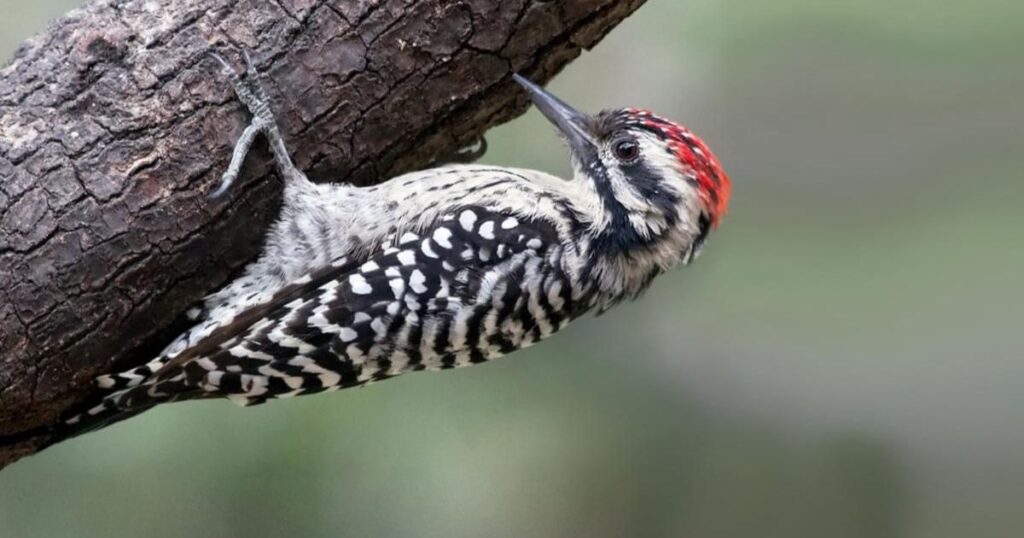 ladder backed woodpecker