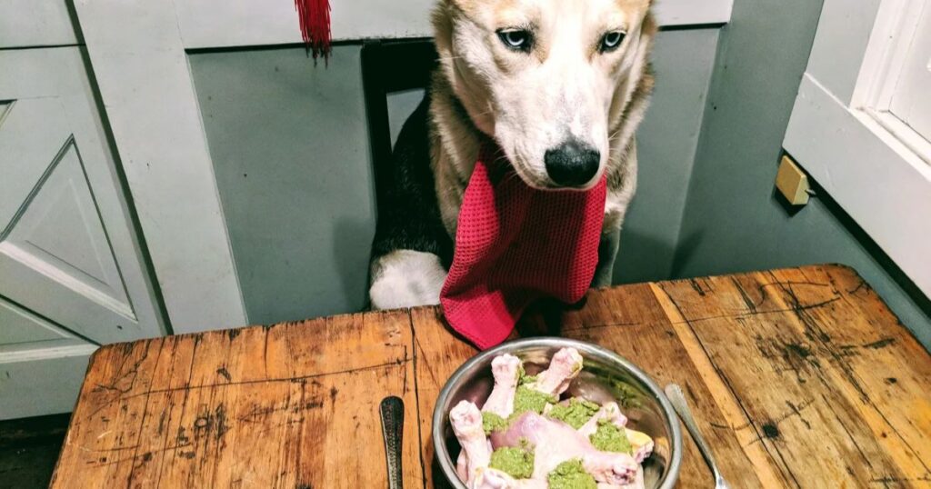 dogs eat