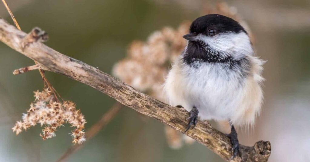 chickadee