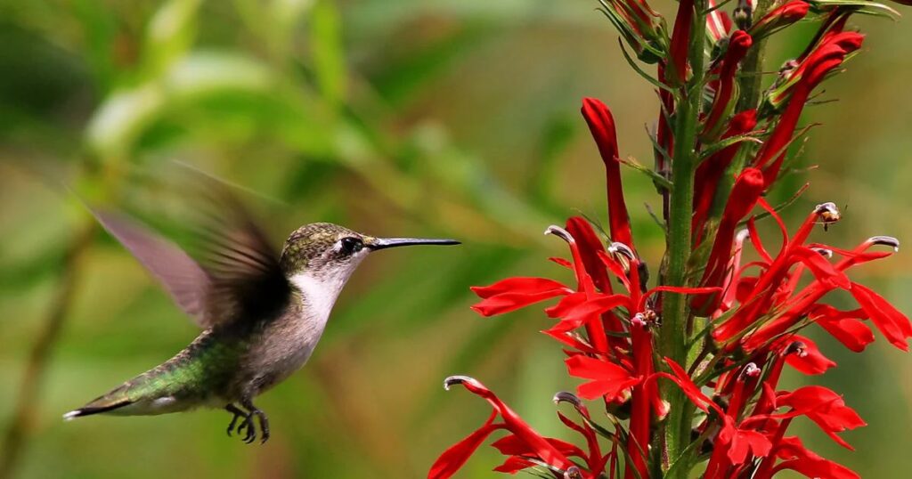 cardinal flower