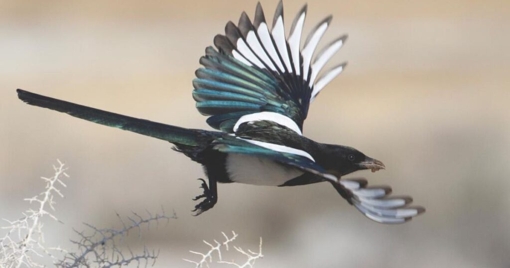 black billed magpie