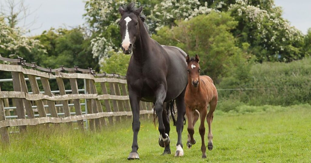 Horse Gestation Period Explained: How Long Is a Horse Pregnant?