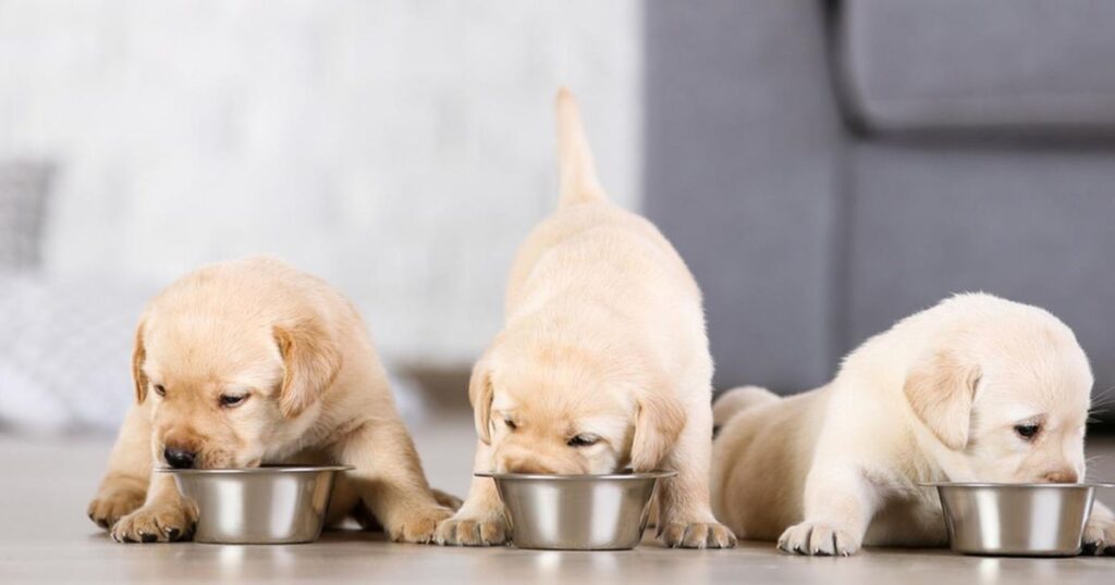 dogs eat raw chicken