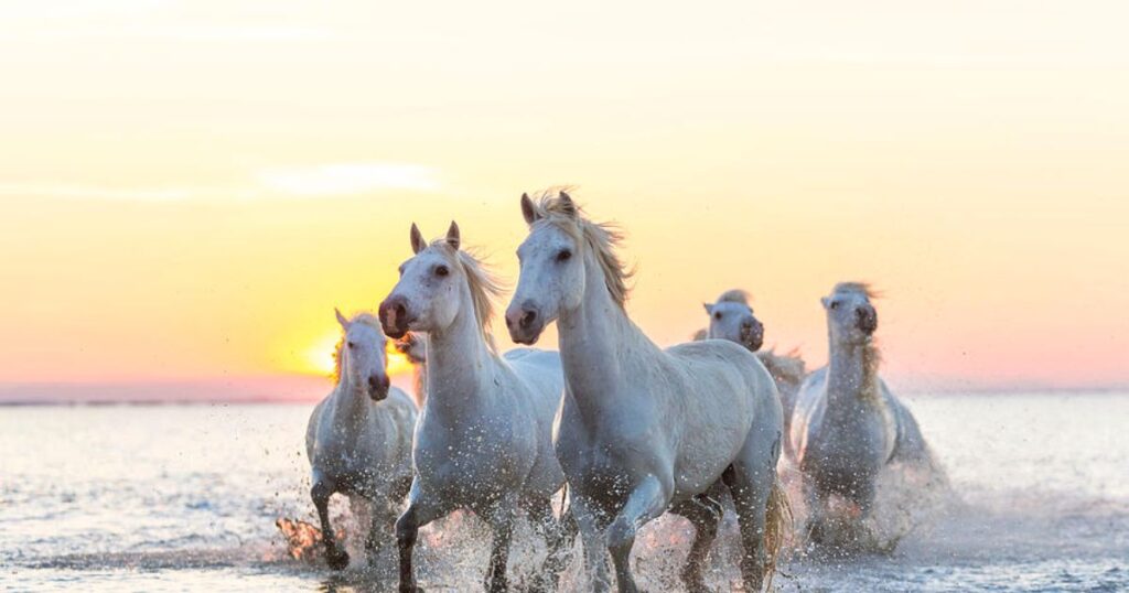 horses in water