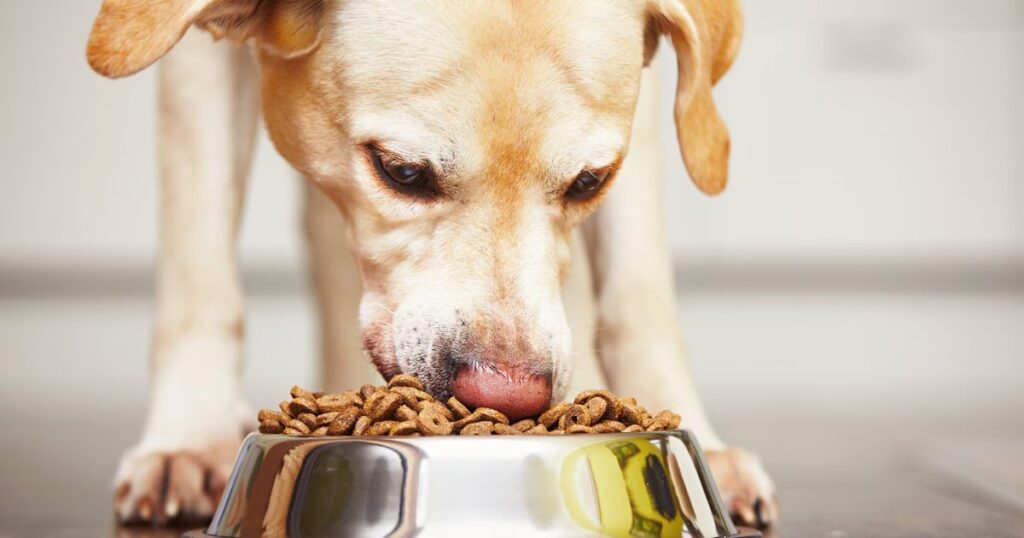 dogs eat at clean surface