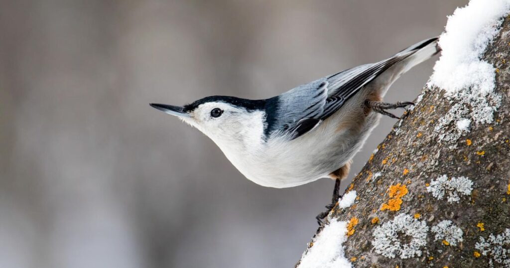 white breasted nuthatch