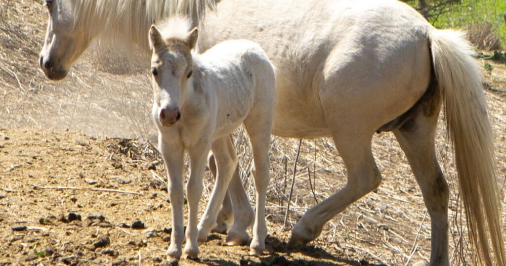 marshmallow horse