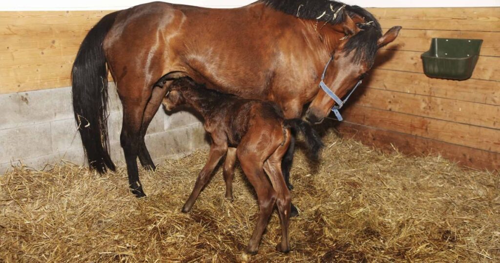 horse leading to foaling