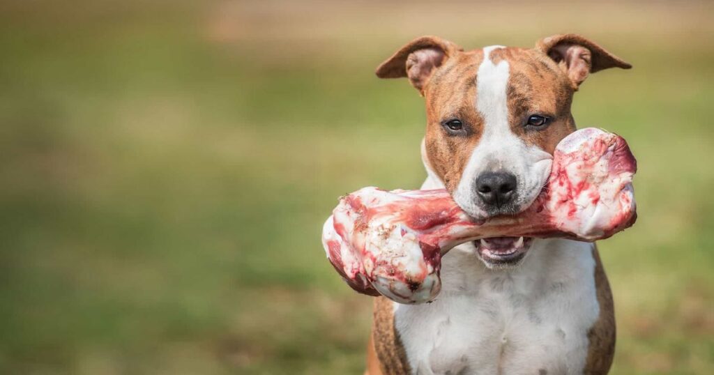 dogs ill by eating raw chicken