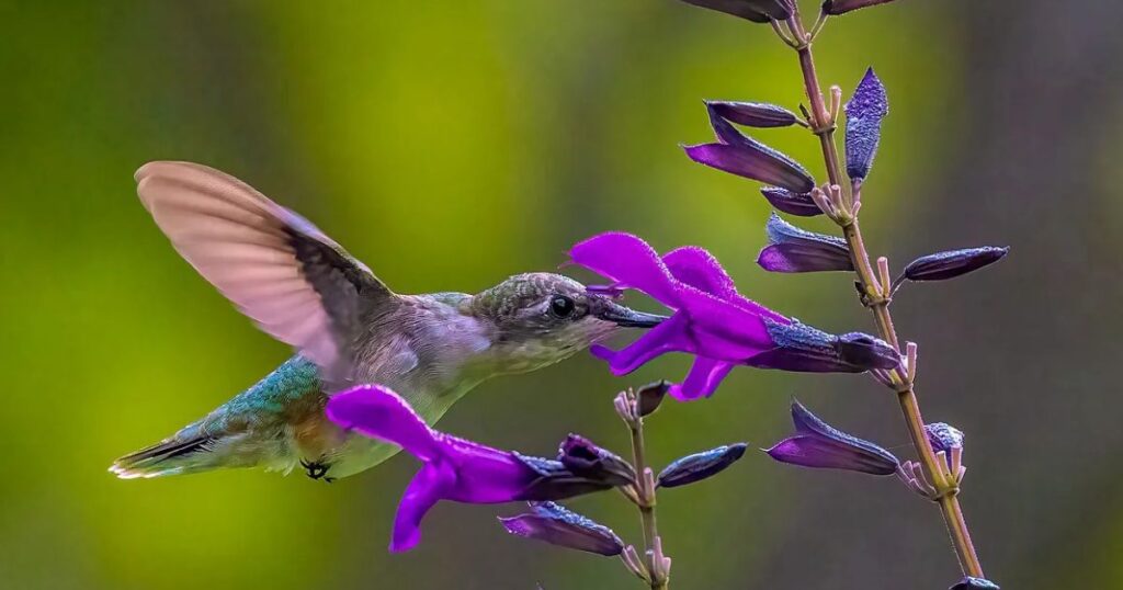 salvia flower