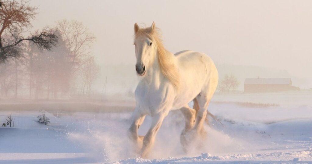 horse  in snow