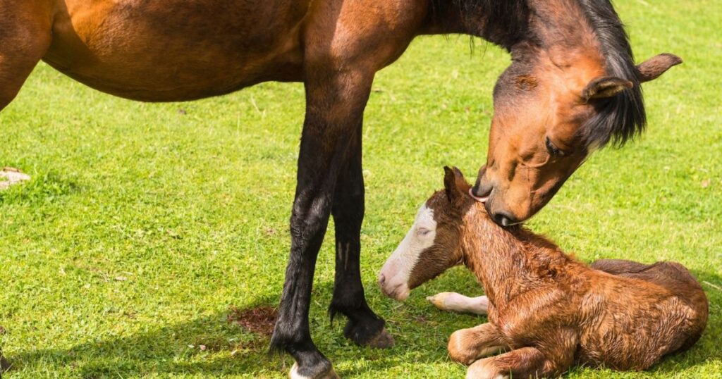 horse delivery