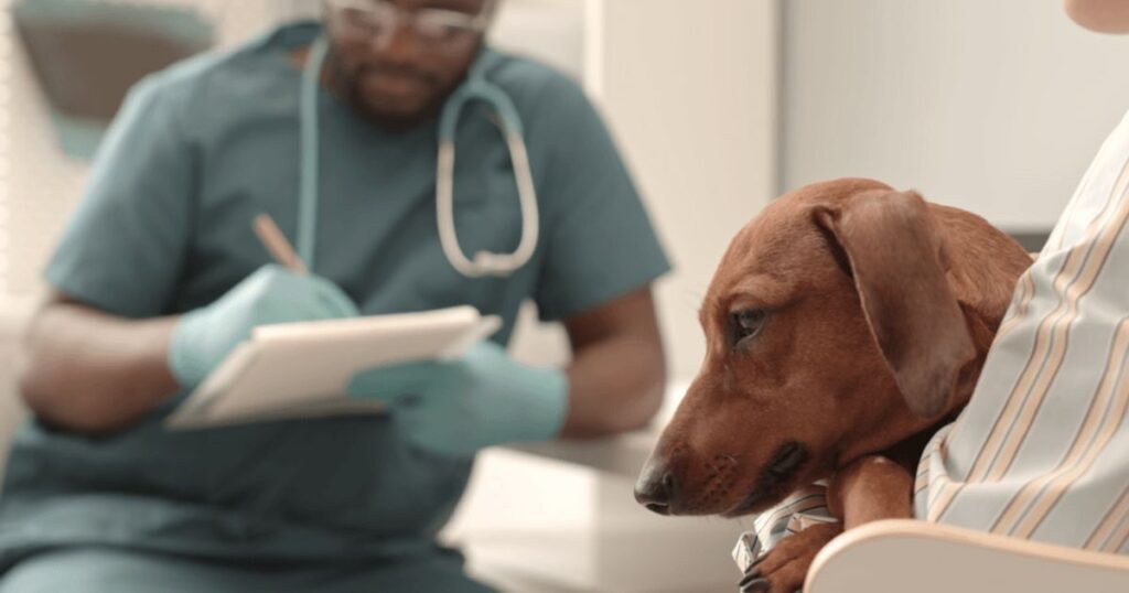dogs illness