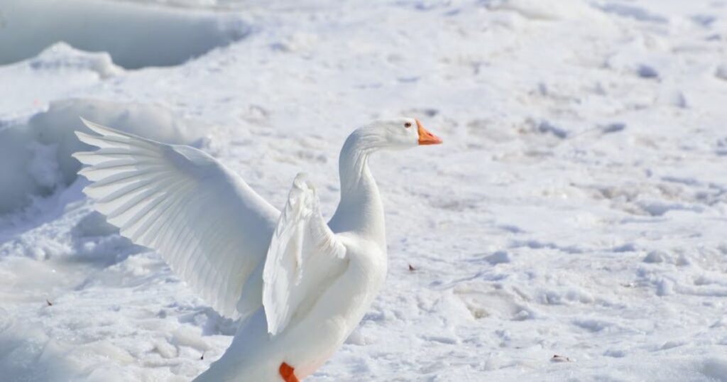 Snow goose zodiac