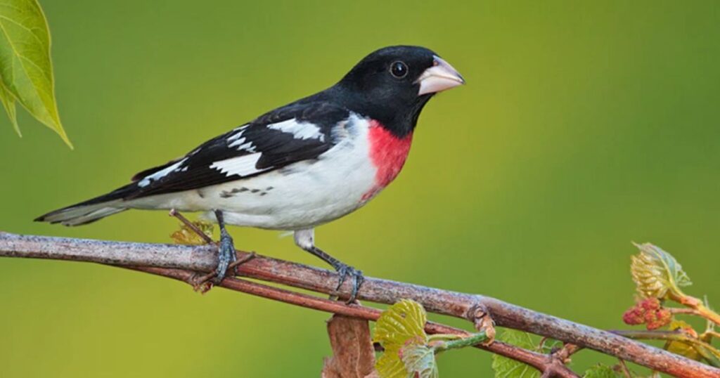 rose breasted grosbeak