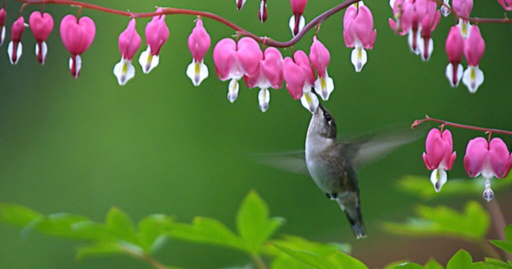 bleeding heart flower