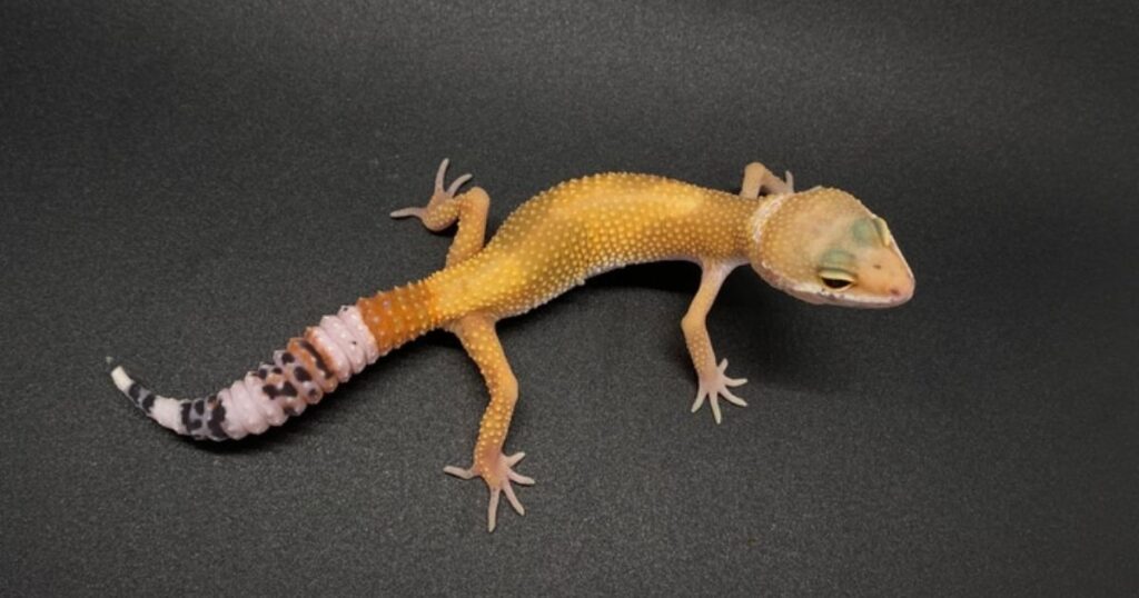 carrot tail leopard