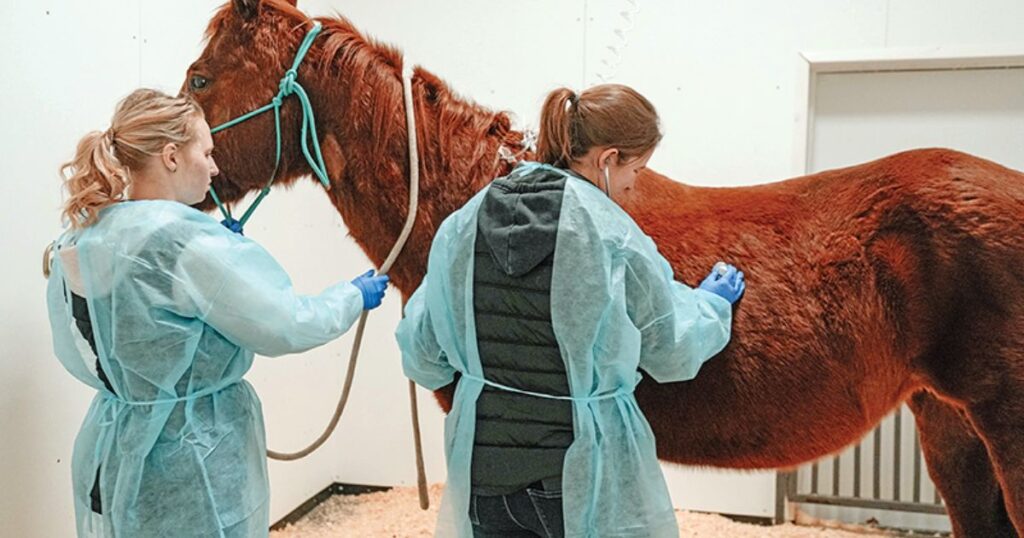 horse gestation emergency situation