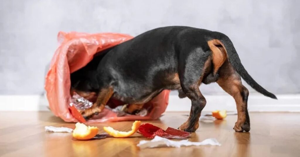 dogs eat raw chicken