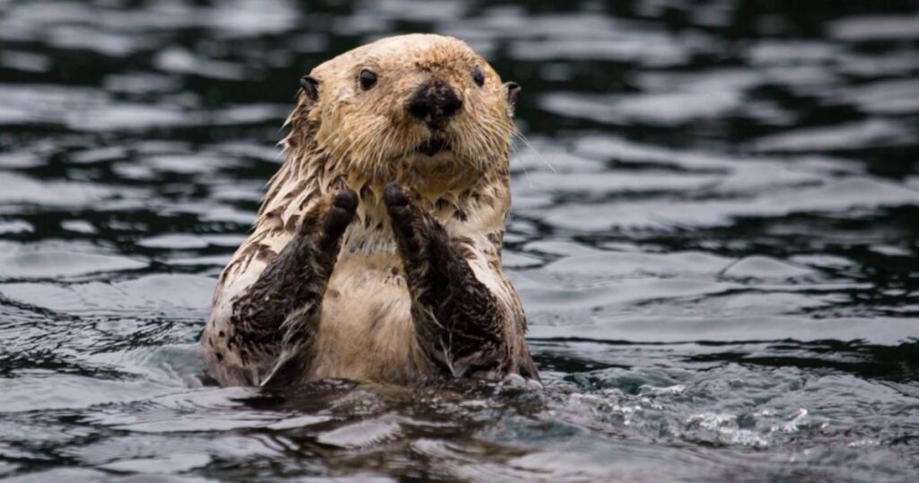 otter zodiac sign