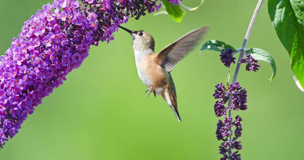 butterfly bush