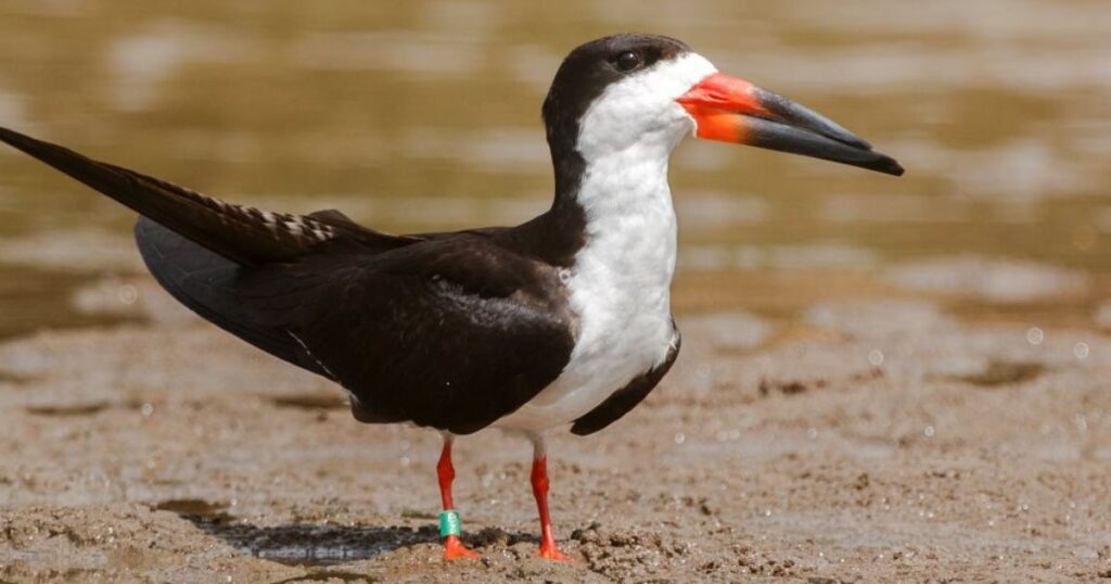 black skimmer