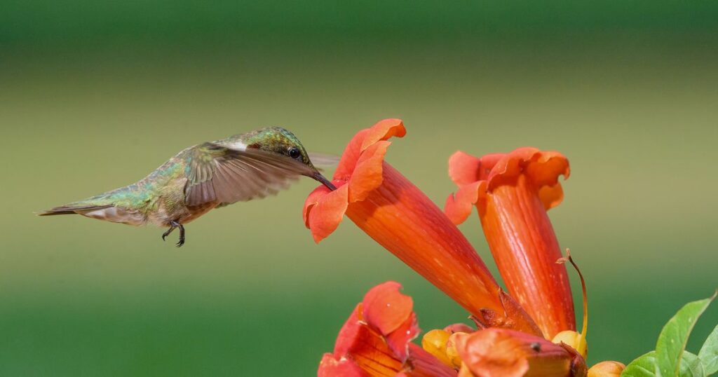 hummingbird attract trumpet creeper