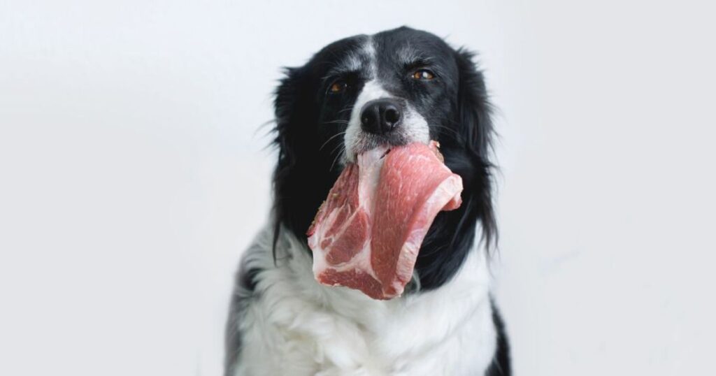dogs get salmonella